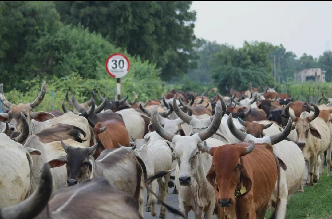 गौशाला की 42.436 हेक्टेयर जमीन बेचने पर मंथन, पिंजरापोल की सामान्य सभा में प्रस्ताव